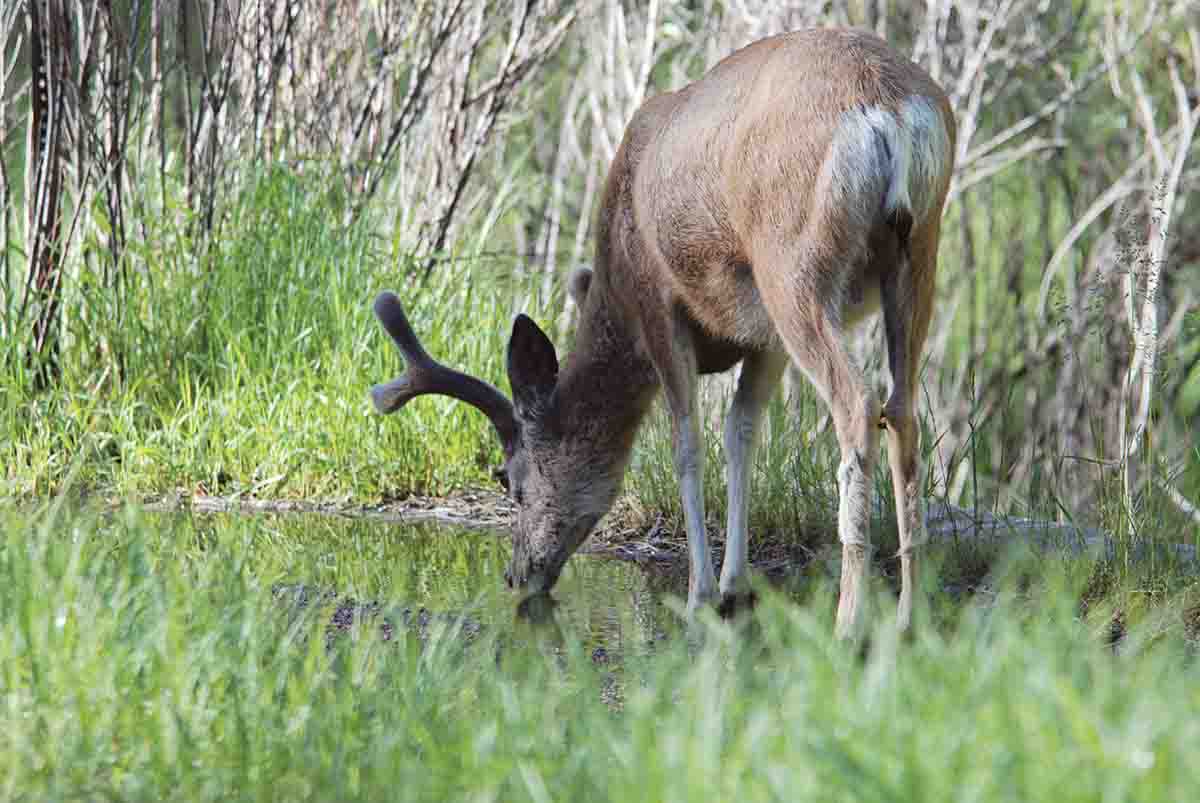 Mule deer need surface water. Finding water sources in drier areas narrows the search for early-season deer.